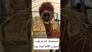 هيحصلك إيه لو بقيت حيوان الاما يوم واحد معلومات اكسبلور Animals Facts معلومات غريبة Wildlife 