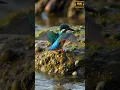 Download Lagu Suara Burung Kingfisher 4K — Panggilan Kingfisher Pantai dalam Audio Alam yang Jernih #suaraburung #panggilanburung #asmr