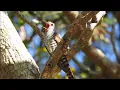 Violet Cuckoo(2) : 20230114
