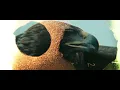Protest the Hero - Mouthpiece (Official Music Video)
