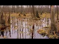 Download Lagu Țările Baltice construiesc mlaștini în loc de graniță!