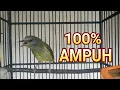 Suara Burung Opior Jawa Gacor Nyuling Tratak Opior Bahan Seketika LANGSUNG NYAUT