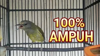 Download Suara Burung Opior Jawa Gacor Nyuling Tratak Opior Bahan Seketika LANGSUNG NYAUT MP3