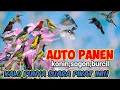 Download Lagu Punya Suara Pikat Ini Bisa Panen Semua Jenis Kolibri Dan Burung Kecil
