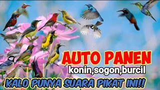 Download Punya Suara Pikat Ini Bisa Panen Semua Jenis Kolibri Dan Burung Kecil MP3