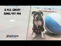 PIT DANE MIX DOG TRAINING