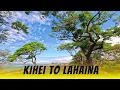Driving from Kihei to Lahaina Scenic Maui Drive Post-Fire Perspective