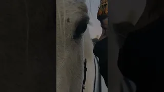 رميت سهم الحب قصدا قلبها  رميت سهم الحب قصدا قلبها