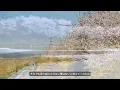 ドラマ、映画『おいしい給食』主題歌　♫君の花/松本大輝