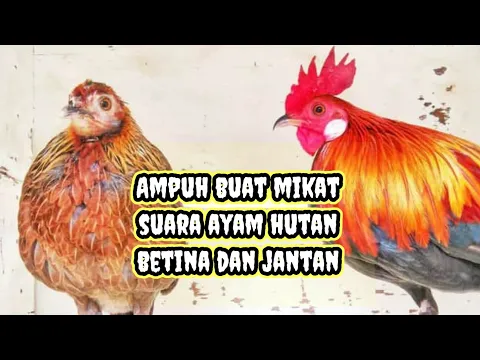 Download MP3 Ori Suara pikat ayam hutan jantan dan betina