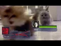 Download Lagu Left 4 Dead Cat 2