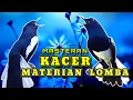 Download Lagu KOMPILASI Masteran BIKIN EMOSI DAN BIRAHI KACER Cepat KONSLET ON BUKA EKOR keluar materi