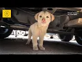Download Lagu The Puppy Curled Under the Car, Too Scared to Move or Even Touch Food