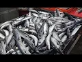 Download Lagu Processing 24 Tons of Norwegian Mackerel per Month. Fish Mass Production Factory in Korea