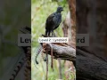 Download Lagu Scary bird sounds #funny #curosity