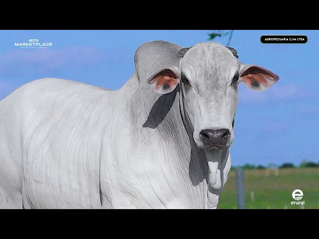 Touro Nelore NCJM - 4
