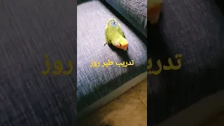 طريقة تدريب طير روز الغير أليف 