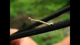 Intriguing Facts About Inchworms You Probably Didn t Know