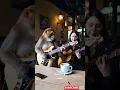 Download Lagu Monyet viral duet main gitar di cafe #monetization #Cak Is AE