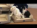 Serta Dual Support Orthopedic Gel Memory Foam Pet Bed on QVC