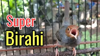 prenjak super birahi gacor tampa jeda bikin prenjak anda ngamuk