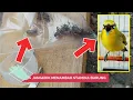 Jangkrik Bikin Burung Pleci Stabil dan Berstamina Prima...