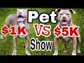Distinguishing Top Show and Pet Quality American Bully XL