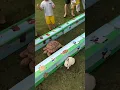Rabbit vs Turtle Race Hare and Tortoise