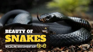 Animal Planet Hindi Documentary Hd MP3 and MP4 Download FREE - Fakaza