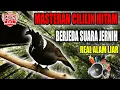 Download Lagu MASTERAN CILILIN HITAM SUARA JERNIH REAL ALAM LIAR | BERJEDA