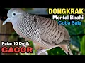 Download Lagu Perkutut Lokal GACOR Suara Kung Besar Pancingan Burung Perkutut Agar Bunyi.