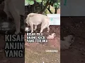 Download Lagu Harapan Baru utk Anjing Kecil
