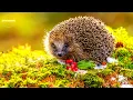 Download Lagu La bella avventura di un RICCIO verso la felicità - Documentario 🦔