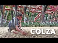Download Lagu Semis du colza se passe bien, mais une levée compliquée - 2025