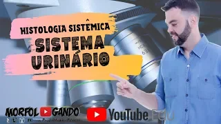 Histologia do Sistema Urinário - Prof  Otávio Plazzi