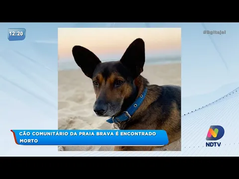Cão comunitário da Praia Brava em Itajaí é encontrado morto