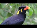 Download Lagu suara pikat burung dan tiung /beo