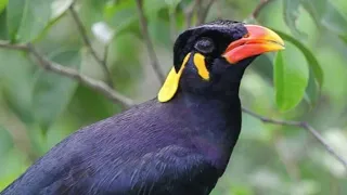 suara pikat burung dan tiung beo