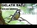 Download Lagu Burung Gelatik Batu Kicau Merdu Alam Liar-Kicau Burung