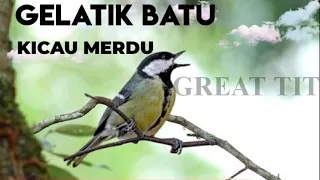 Download Burung Gelatik Batu Kicau Merdu Alam Liar-Kicau Burung MP3