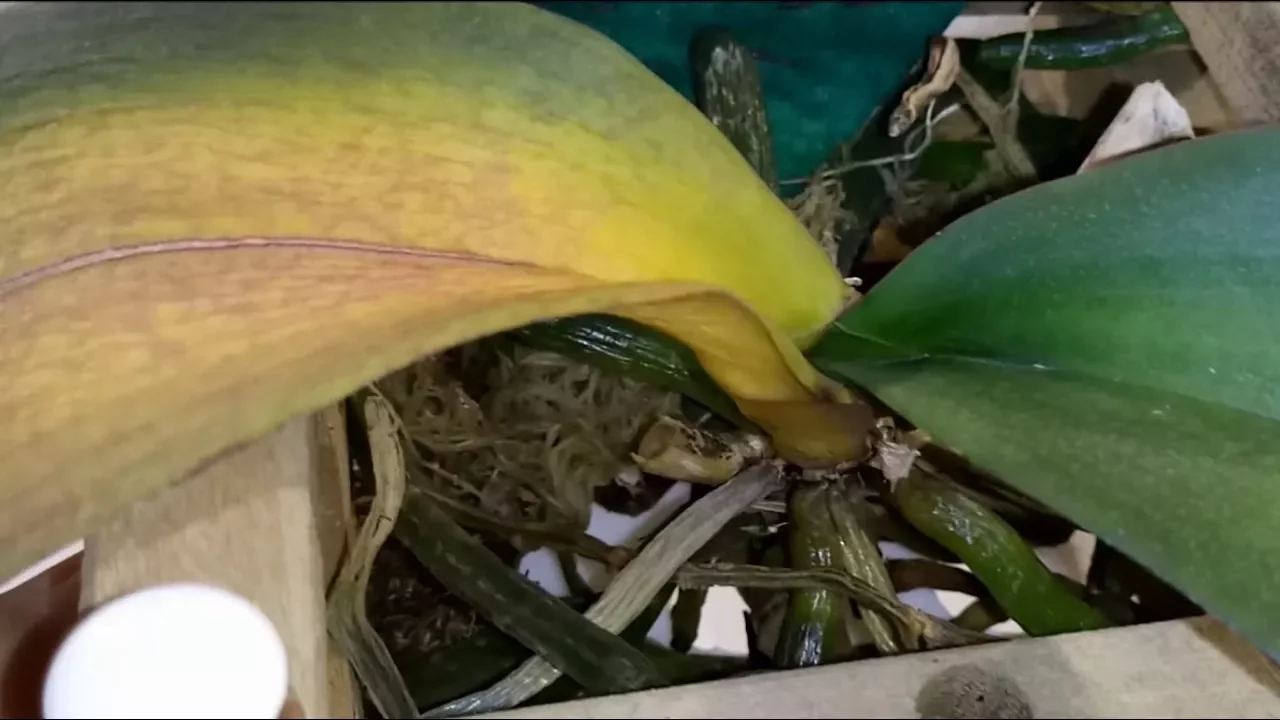 FOLHAS DAS ORQUÍDEAS AMARELANDO, O QUE FAZER? O QUE PODE SER?
