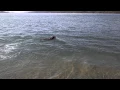 Lawson s landing