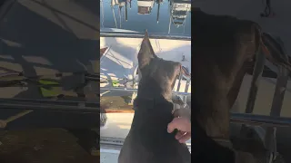 #fyp #pets #doberman #sailing #dream #vlog