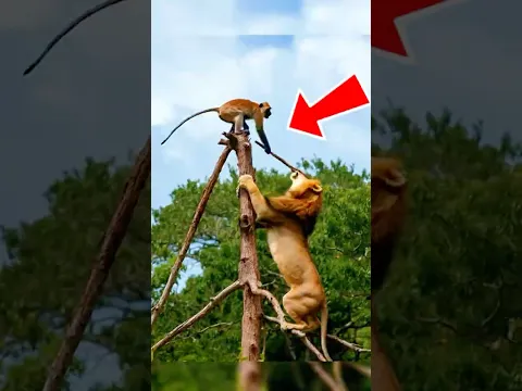 7 ANIMAIS  que foram longe demais