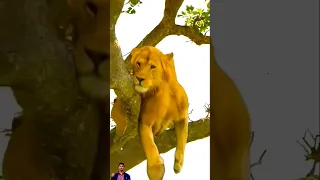 هروب الاسد الشجرة استراتيجية جريئة Shorts  هروب الاسد الشجرة استراتيجية جريئة Shorts