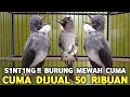 Download Lagu BURUNG MEWAH !!! CUCAK JENGGOT 20 RIBU SIRI² RAJA 20 RIBU BRINJI 50 RIBU DI PASAR BURUNG PRAMUKA