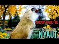 Download Lagu TRUCUK Gacor ROPEL PANJANG pancingan trucuk agar BUNYI, jadikan burung trucukan BUNYI GACOR 