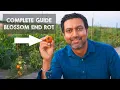 Reason Why Your Tomatoes are Rotting from Bottom and the FIX Blossom End Rot