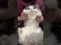 Download Lagu Kaku dikit #cat #gurupd #terimakasihguru #kucinglucubandung #djasikkkk #cutecat #kucing #breakbeat
