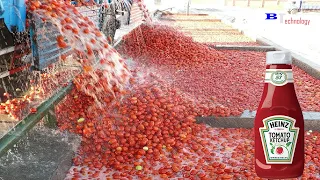 How Tomato Ketchup Is Made Tomato Harvesting And Processing Process With Modern Technology 